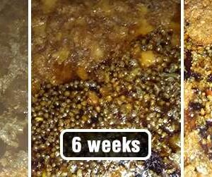 Bio-Active - Grease Trap Treatment